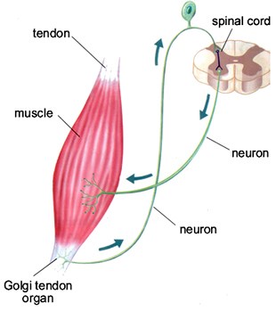 Images of ゴルジ腱器官 JapaneseClass.jp